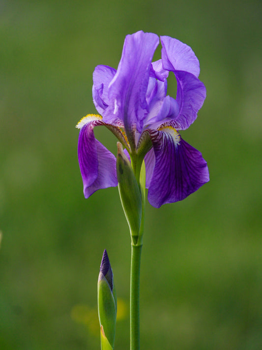 A vibrant purple iris flower in full bloom against soft natural light — illustrating Fragrenza's edit of the most elegant iris fragrances for spring 2026.