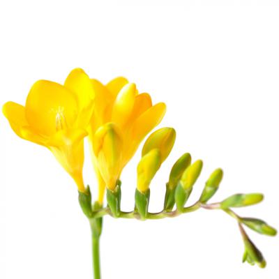 Freesia in perfumery