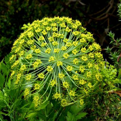 Galbanum in perfumery