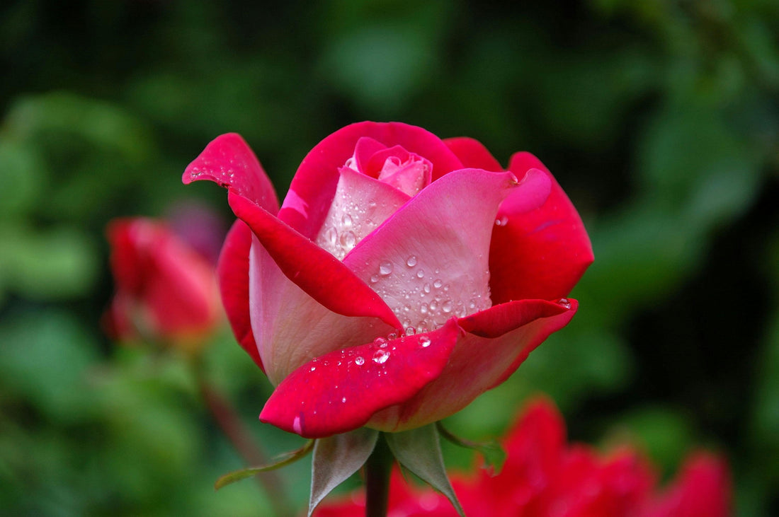 Vibrant, lush roses in full bloom — capturing the juicy, hyper-real floral aesthetic of 2026