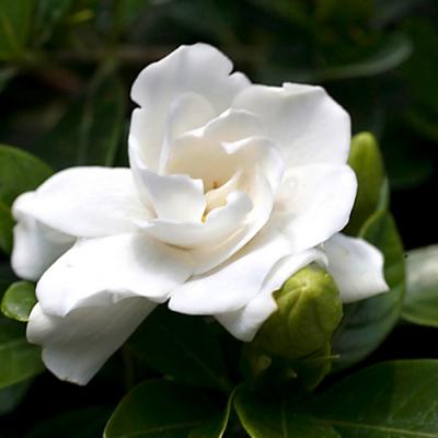 Gardenia in perfumery