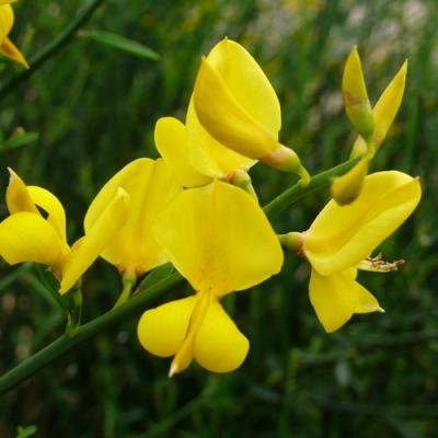 Broom in perfumery