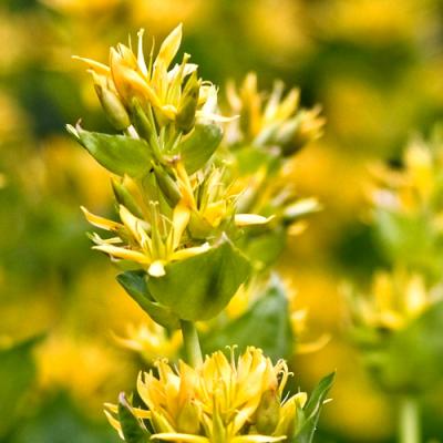 Gentian in perfumery