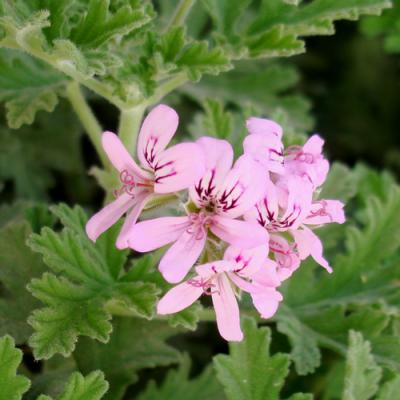 Geranium in perfumery