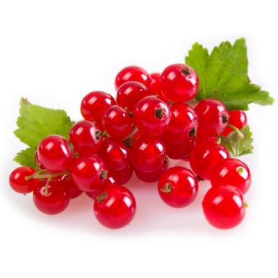 Redcurrant in perfumery