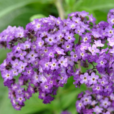 Heliotrope in perfumery