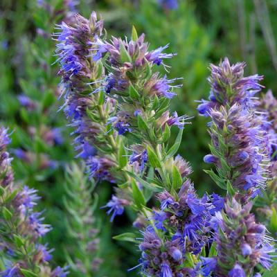 Hyssop in perfumery