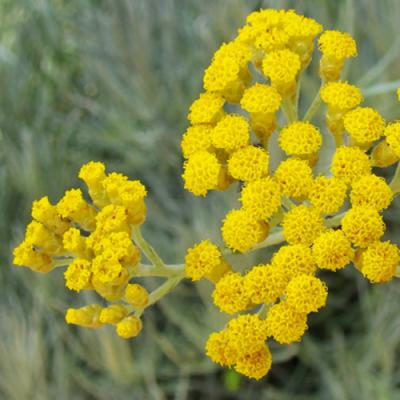 Immortelle in perfumery