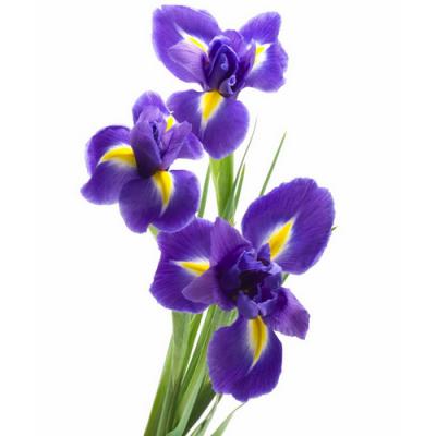 Iris flowers and orris root — Fragrenza guide to iris in fine perfumery