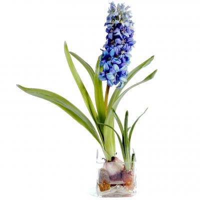 Hyacinth in perfumery
