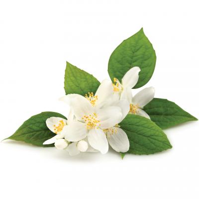 Jasmine flowers in bloom — Fragrenza guide to jasmine in fine perfumery