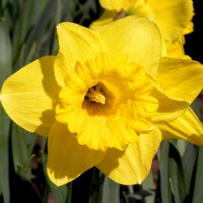 Daffodil in perfumery