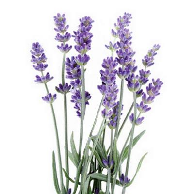 Lavender in perfumery