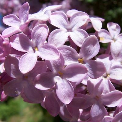 Lilac in perfumery
