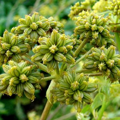 Lovage in perfumery