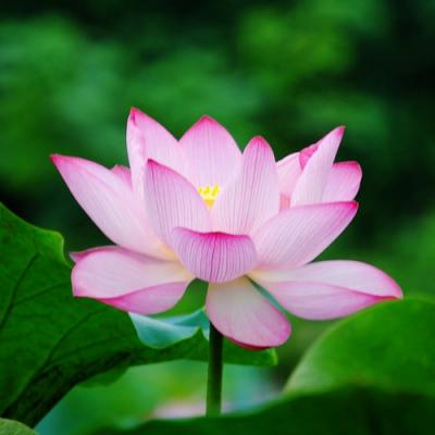 Lotus in perfumery