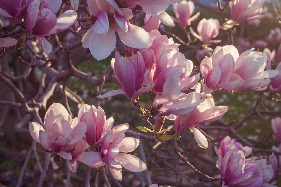 Perfumes Similar to Tom Ford Champaca Absolute: 10 Alternatives to the Heady White-Floral Oriental — Fragrenza fragrance guide