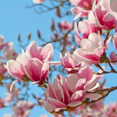 Magnolia in perfumery