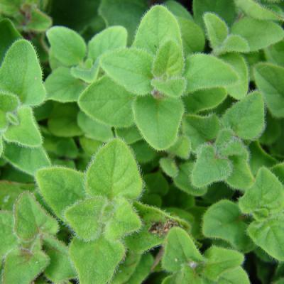 Marjoram in perfumery