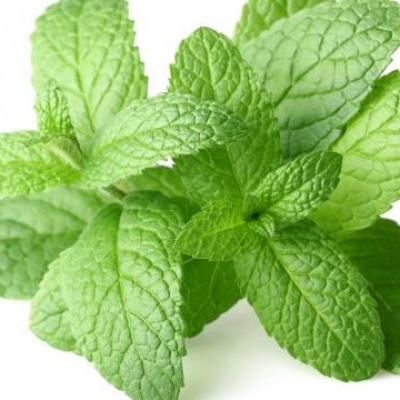 Mint in perfumery