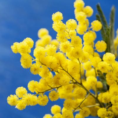 Mimosa in perfumery