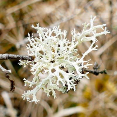 Oak moss in perfumery