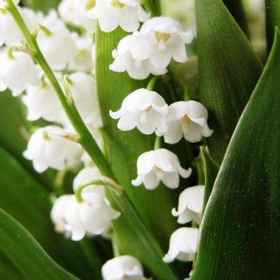 Lily of the valley in perfumery