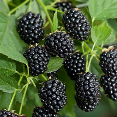 Blackberry in perfumery
