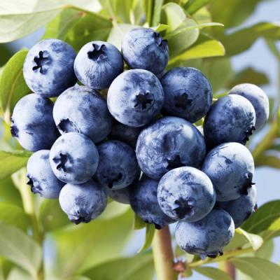 Blueberry in perfumery