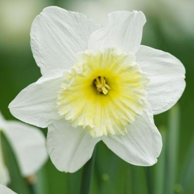 Narcissus in perfumery