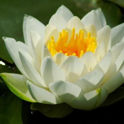 Water lily in perfumery
