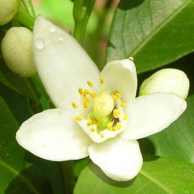 Neroli flowers and bitter orange blossom — Fragrenza guide to neroli in fine perfumery