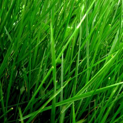 Green note in perfumery