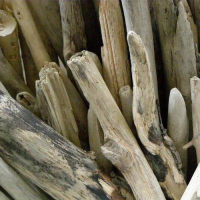 Woody Notes in perfumery