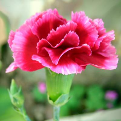 Carnation in perfumery