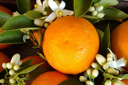 What Fragrance Has an Orange Blossom Scent?