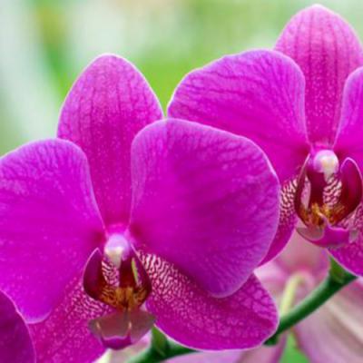 Orchid in perfumery