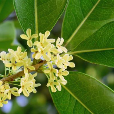 Osmanthus in perfumery