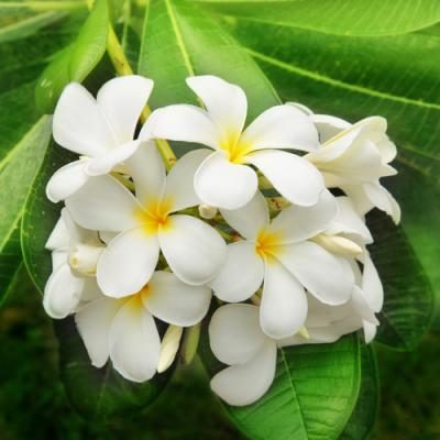 Paradisone in perfumery