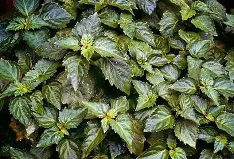 The Full History of Patchouli: From Ancient Asia to Modern Perfumery — Fragrenza fragrance guide