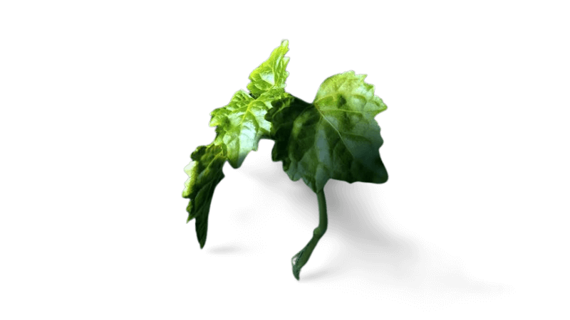 Patchouli leaves and dark earth — Fragrenza guide to patchouli in modern perfumery