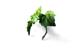 What Does Ambrette Smell Like? – Fragrenza