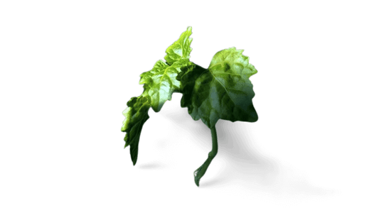 Patchouli leaves and dark earth — Fragrenza guide to patchouli in modern perfumery