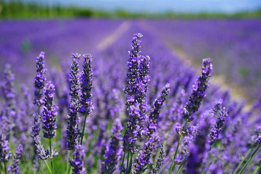 Rows of lavender growing in a field — a key ingredient in sustainable perfumery