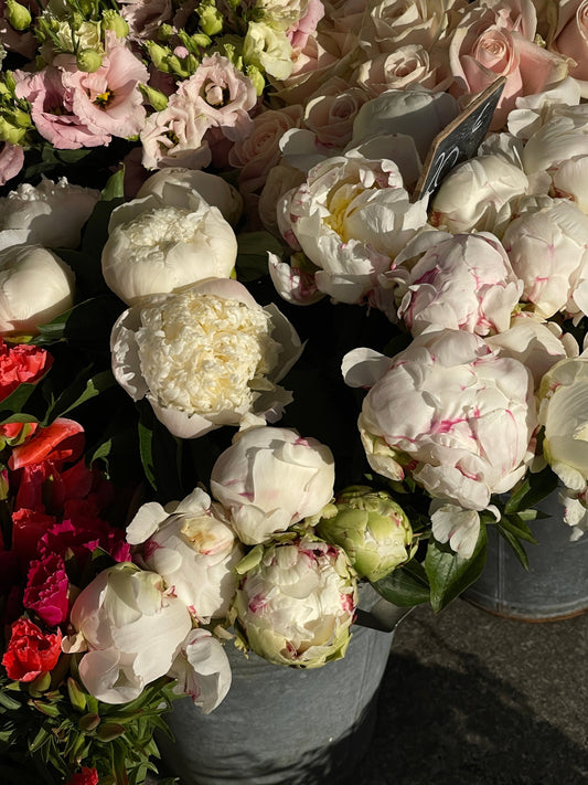 An abundant arrangement of white peonies and roses in soft natural sunlight — illustrating Fragrenza's edit of the best floral fragrances for 2026.