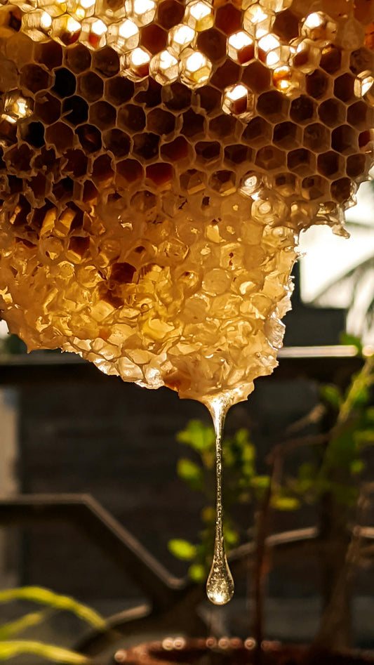 Close-up of golden honeycomb — warm, waxy, golden sweetness defining the 2026 honey perfume trend