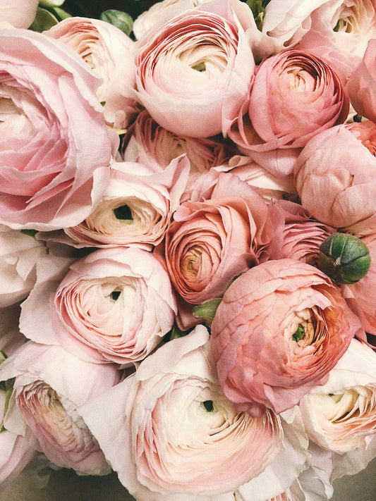 Pure white flowers in full bloom representing the heady, opulent world of white floral perfumery