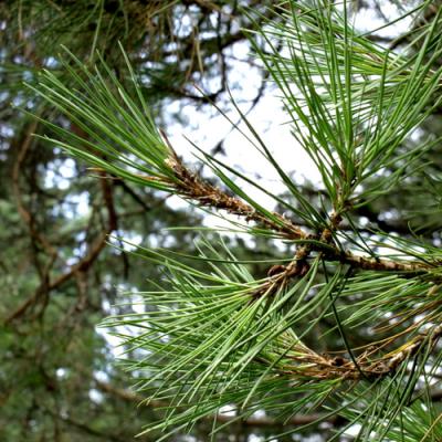Pine in perfumery