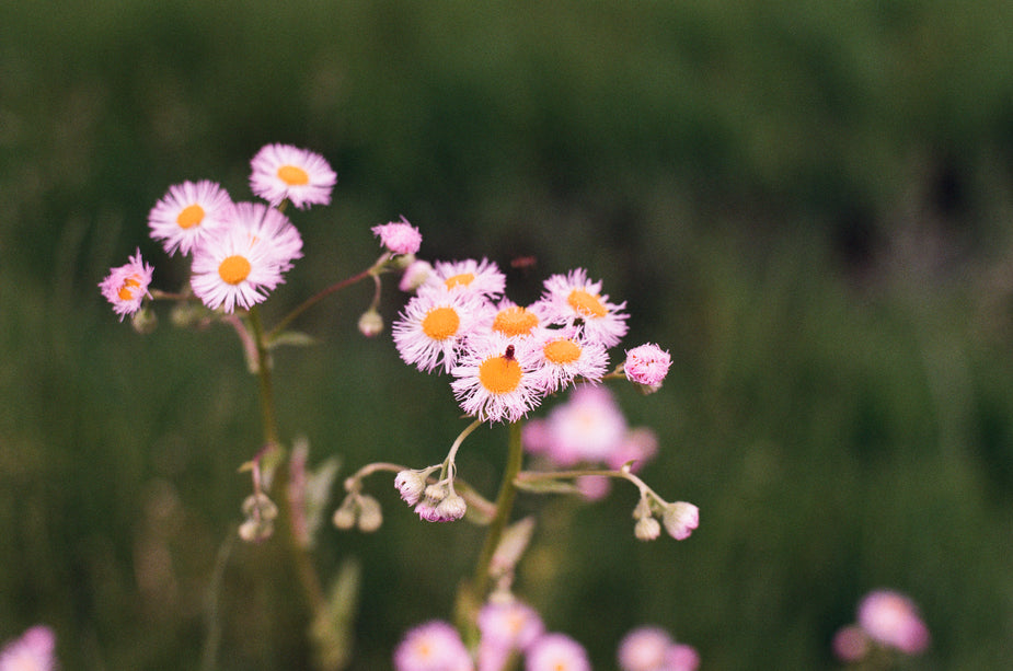 The Journey from Flower to Bottle — Fragrenza fragrance guide