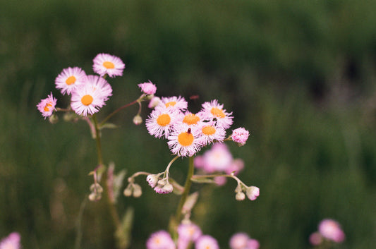 The Journey from Flower to Bottle — Fragrenza fragrance guide